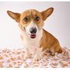 Mud Pie Golden Retriever Print Muslin Baby Swaddle Blanket, 47″ x 47″(Corgi)