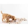 Mud Pie Golden Retriever Print Muslin Baby Swaddle Blanket, 47″ x 47″(Golden Doodle)