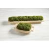 Mud Pie Preserved Moss Handle Paulownia Pot, Natural, 9″ x 17″