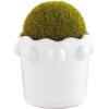 Mud Pie Beaded Faux Moss Pot, Large, 6.25″ x 6.5″ Dia(Small)
