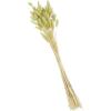 Mud Pie, Green, 17″ Preserved Bunnytail Stem