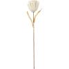 Mud Pie Preserved Bamboo Mum Stem, White, 24″