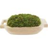 Mud Pie Preserved Moss Handle Paulownia Pot, Natural, 9″ x 17″