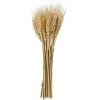 Mud Pie Small Preserved Wheat Bundle, Natural, 10.5″