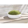 Mud Pie Preserved Moss Paulownia Bowl, Natural, 3″ x 15″ Dia
