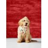 Mud Pie Halloween Dog Bandana Set, Bone Appetit(Dog Print Christmas)