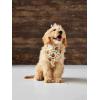 Mud Pie Halloween Dog Bandana Set, Bone Appetit(Halloween)