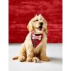 Mud Pie Halloween Dog Bandana Set, Bone Appetit(Tartan)