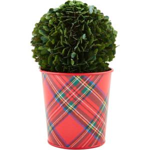 Mud Pie Boxwood Tartan Pot, Small, 5″ x 5″ Dia