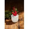 Mud Pie Cardinal Pot Vase, 8 1/4″ x 5 1/4″ Dia